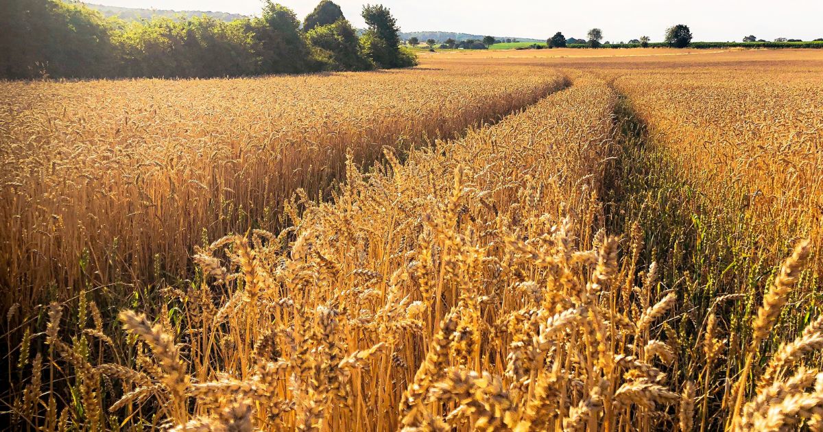 featured article image