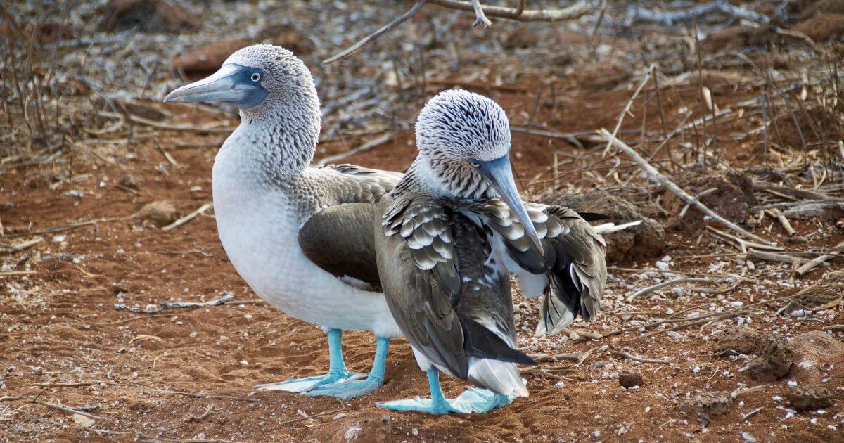 featured article image