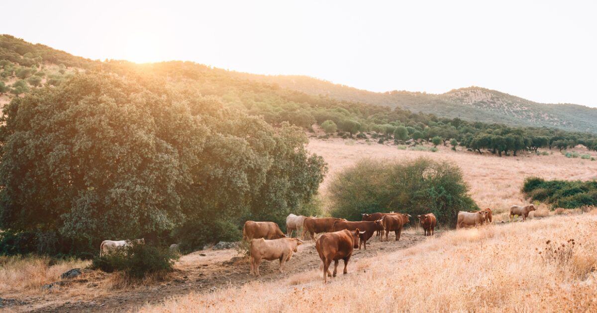 featured article image