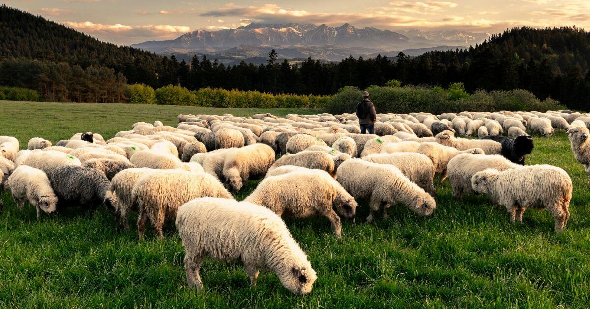 What does it mean that Jesus is the good shepherd (John 10:11, 14)?