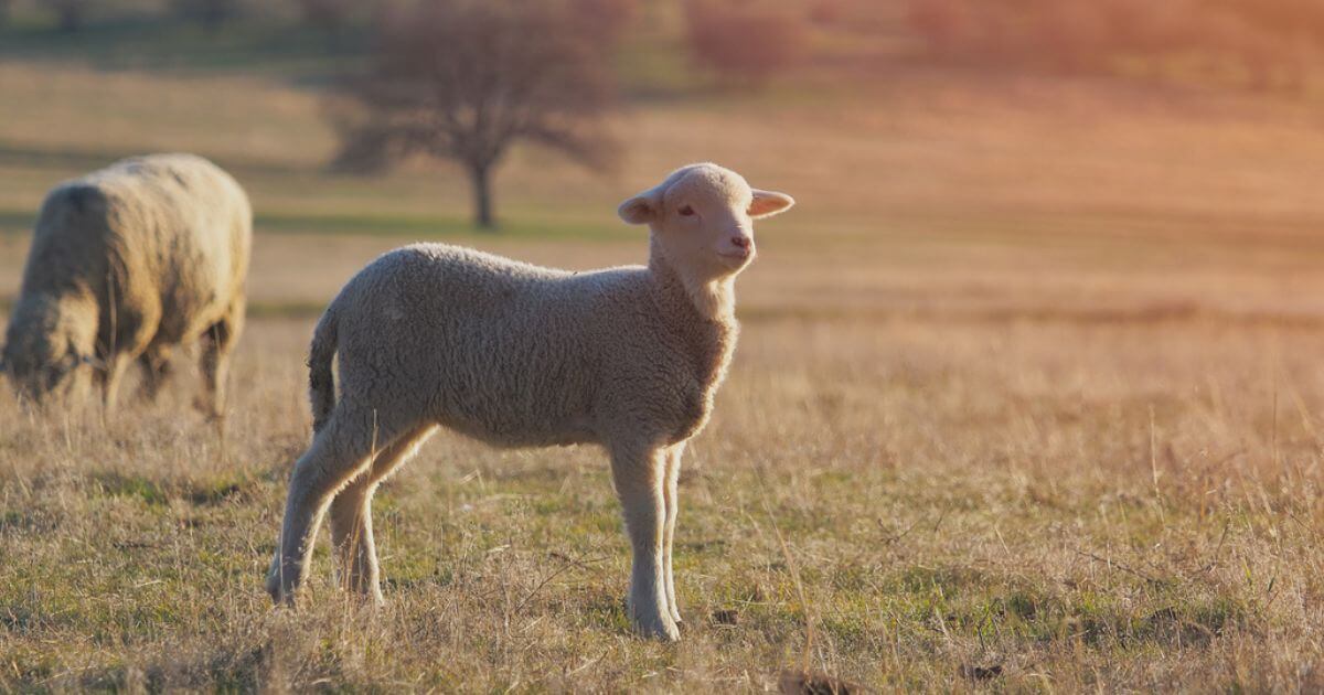 featured article image