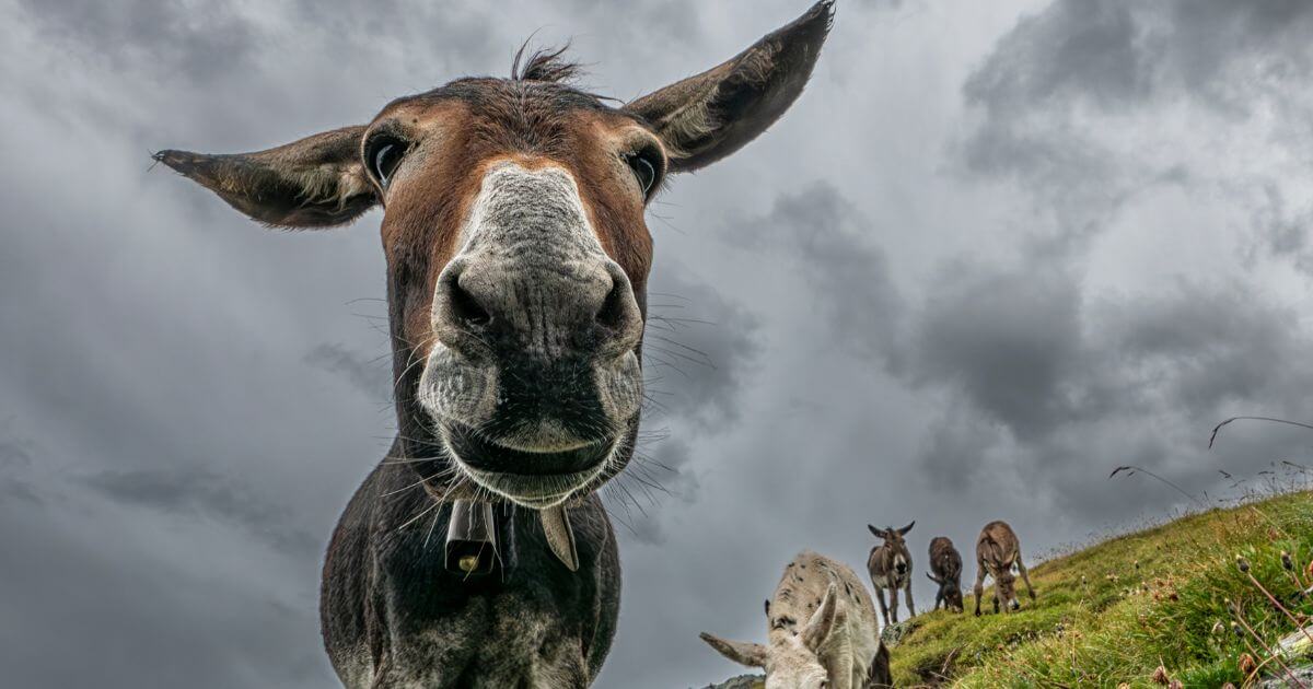 Did Jesus ride more than one donkey in His triumphal entry?