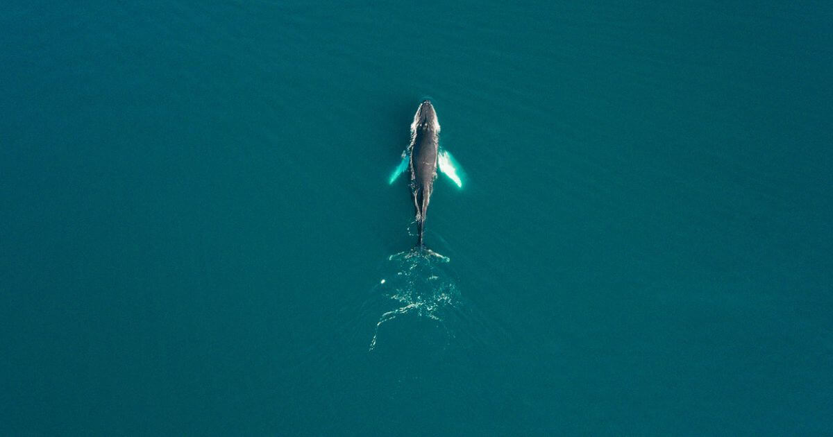 featured article image