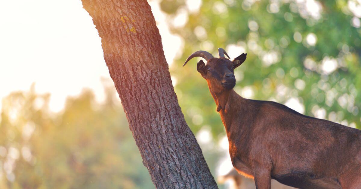 featured article image