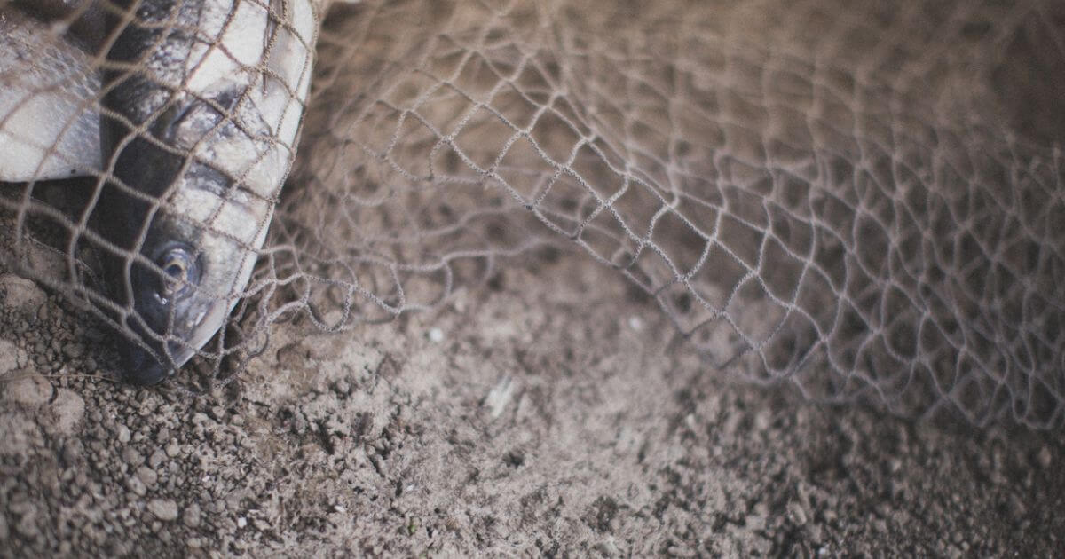 featured article image