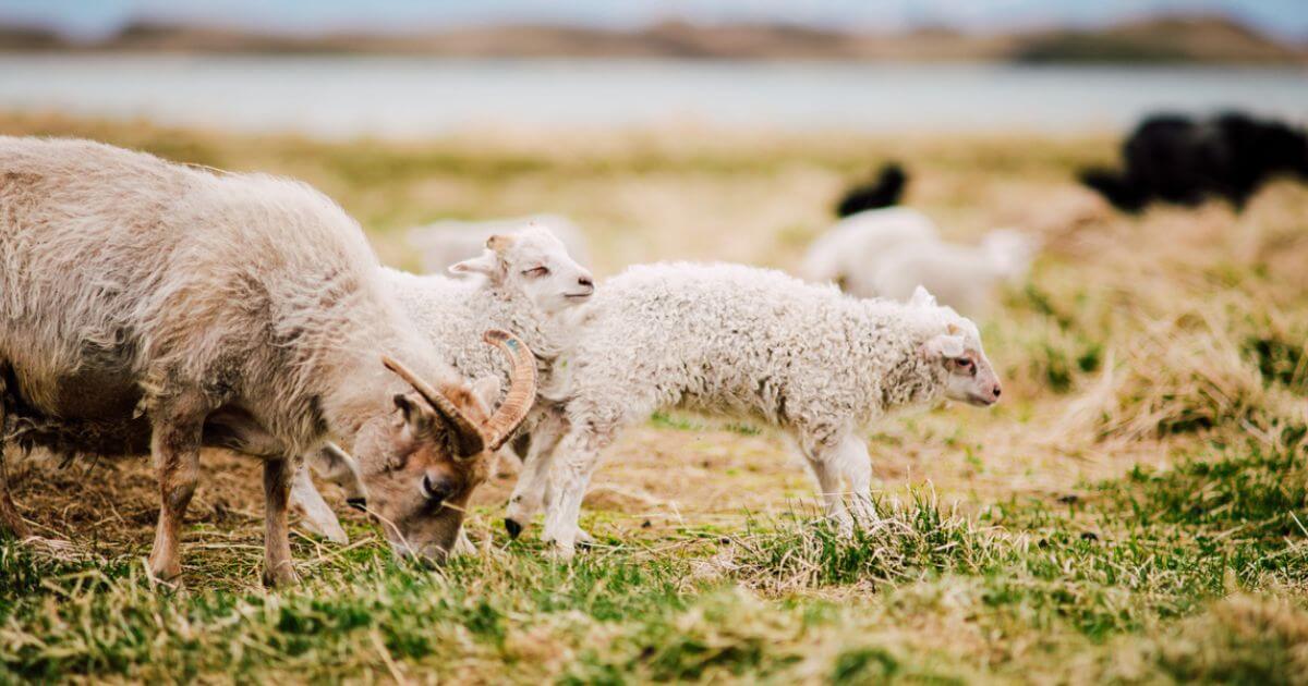 featured article image