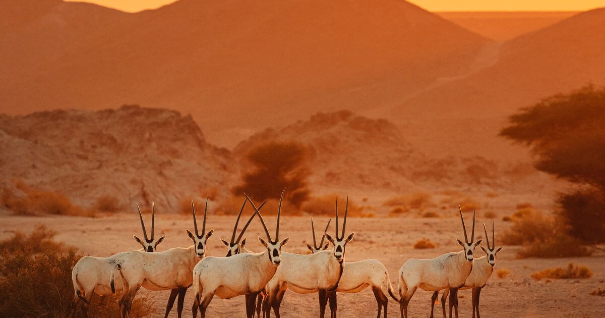 What do Animists believe? What is Animism?