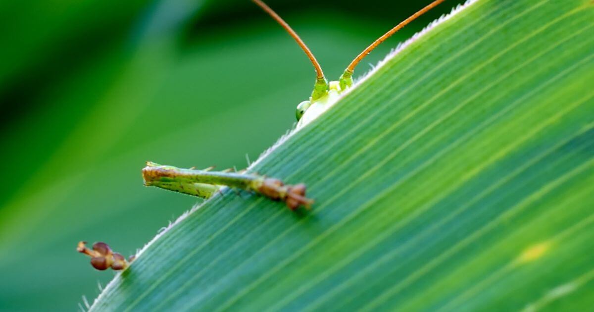 featured article image