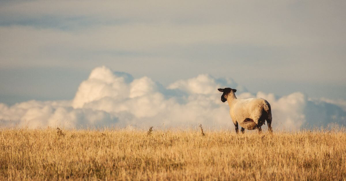 featured article image