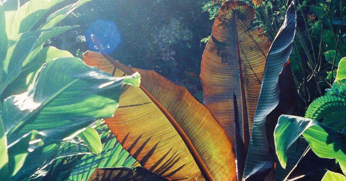 featured article image