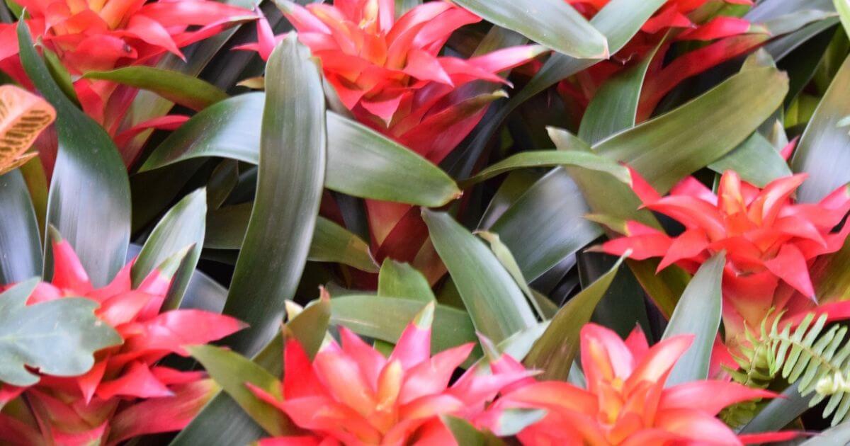 featured article image