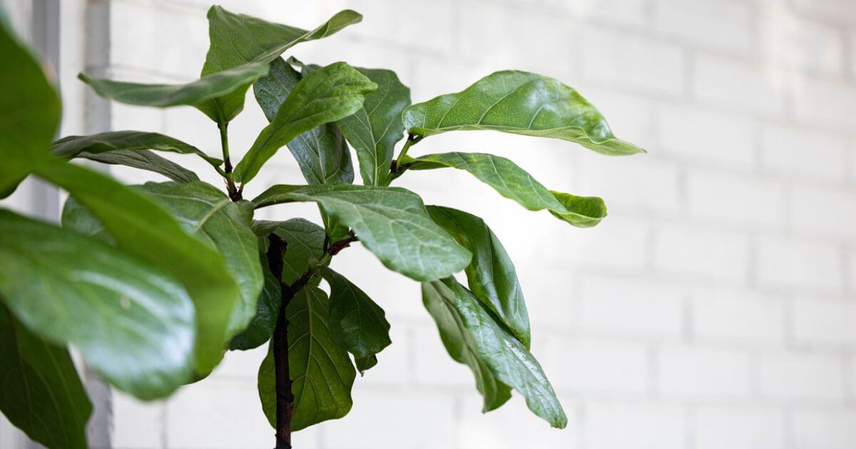 featured article image