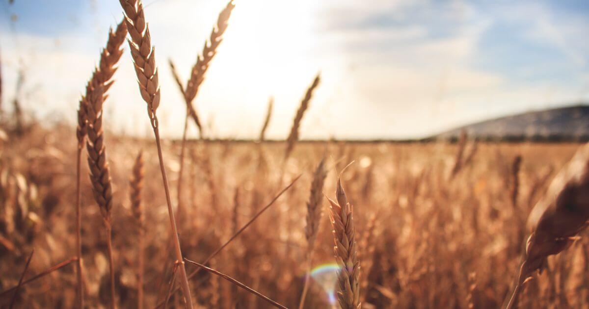 featured article image