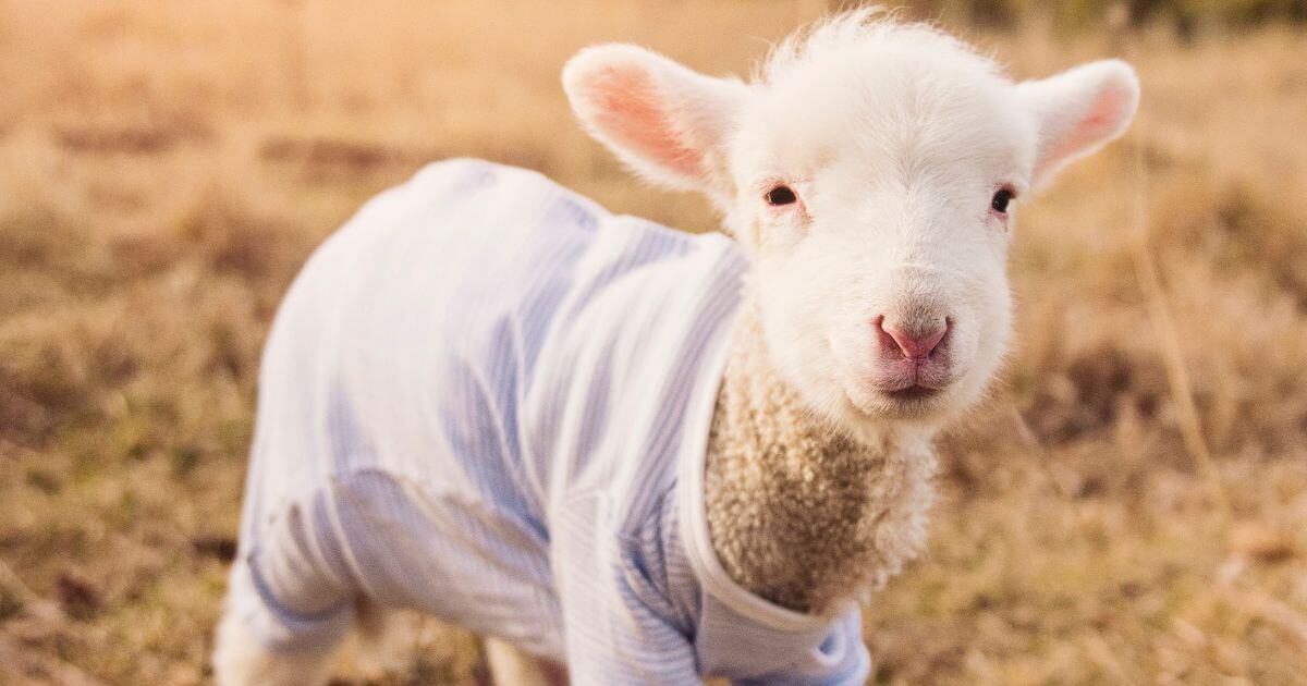 featured article image