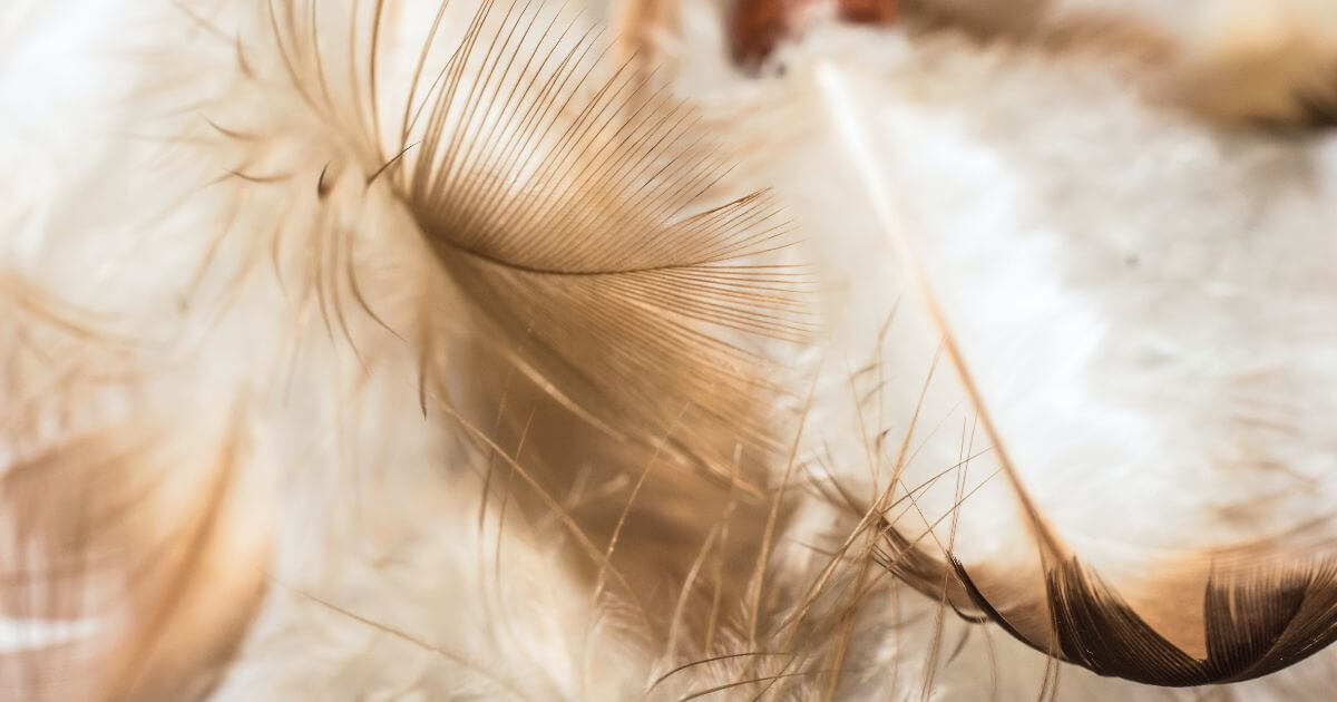 featured article image