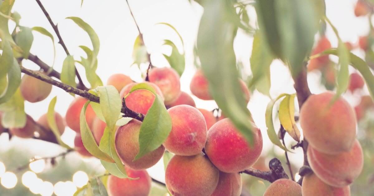 featured article image