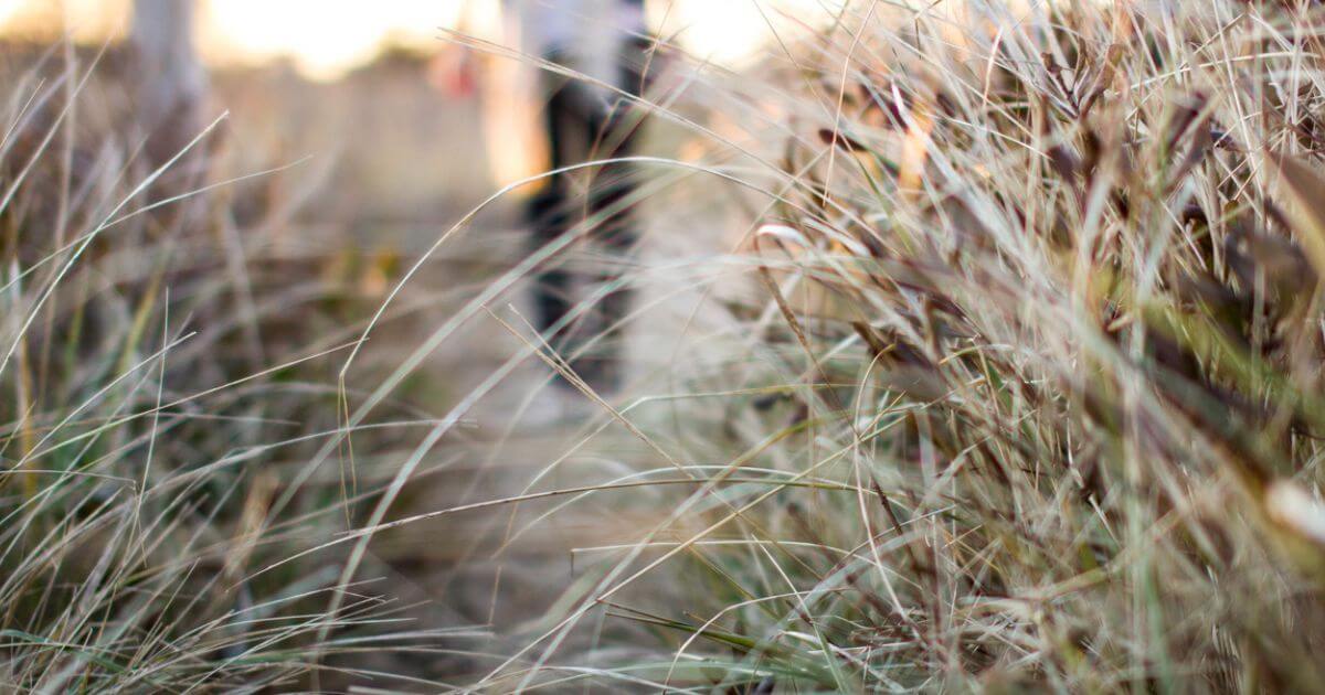 featured article image