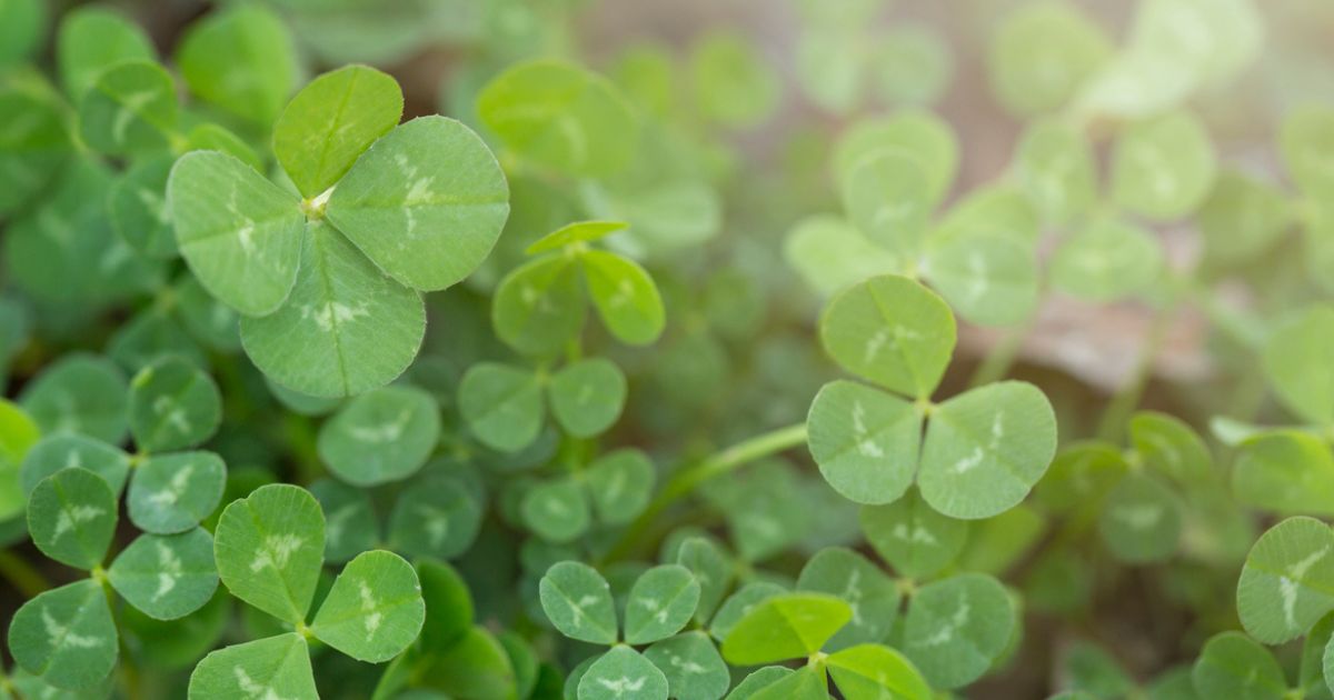 featured article image