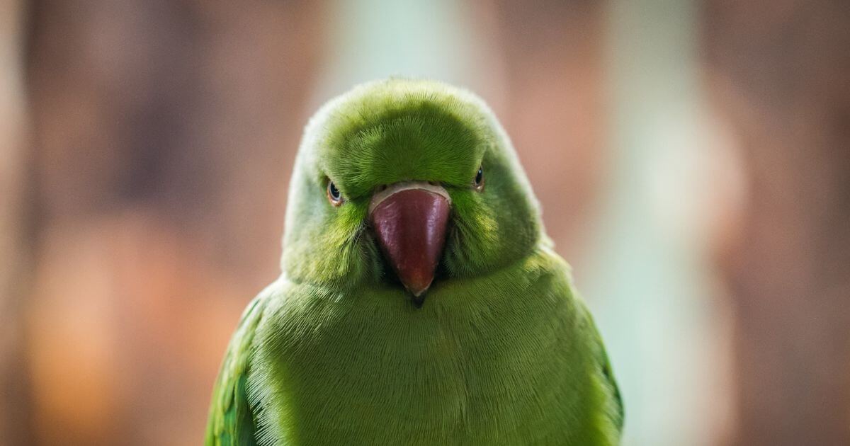 featured article image