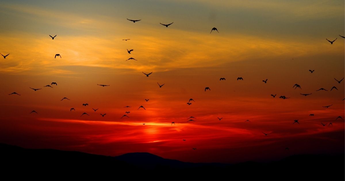 featured article image