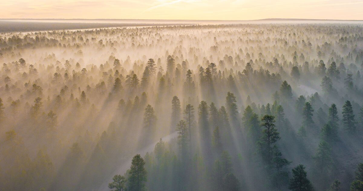 featured article image