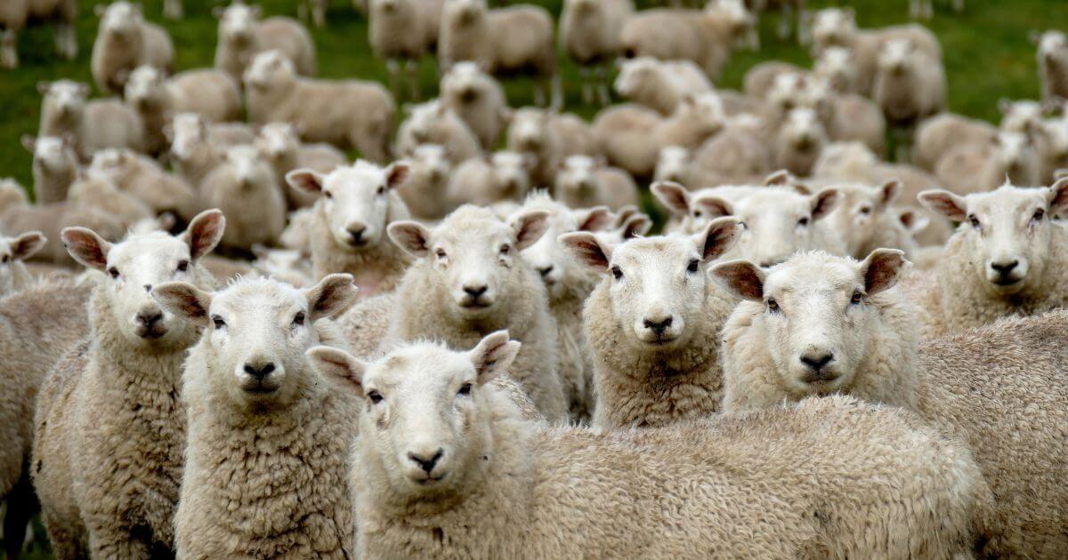 featured article image