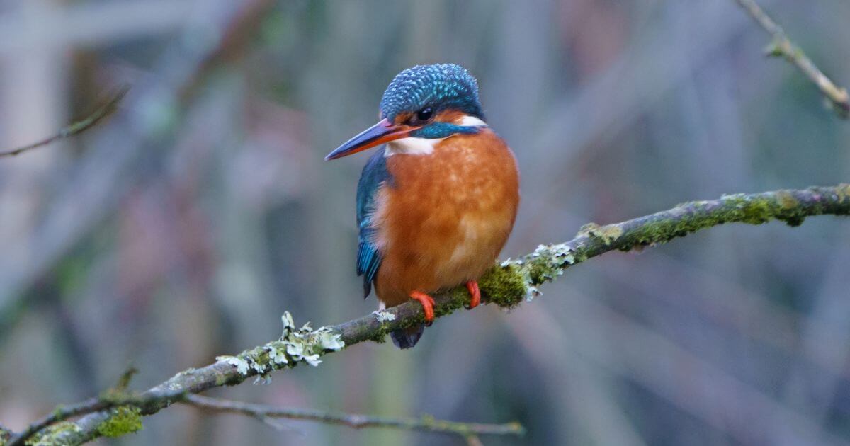 featured article image