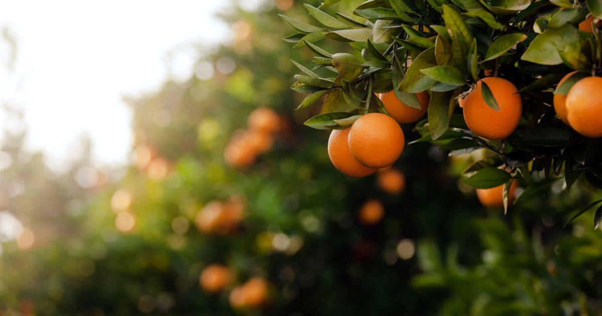 Did God command Adam and Eve not to touch the fruit of the Tree of the Knowledge of Good and Evil (Genesis 3:3)?