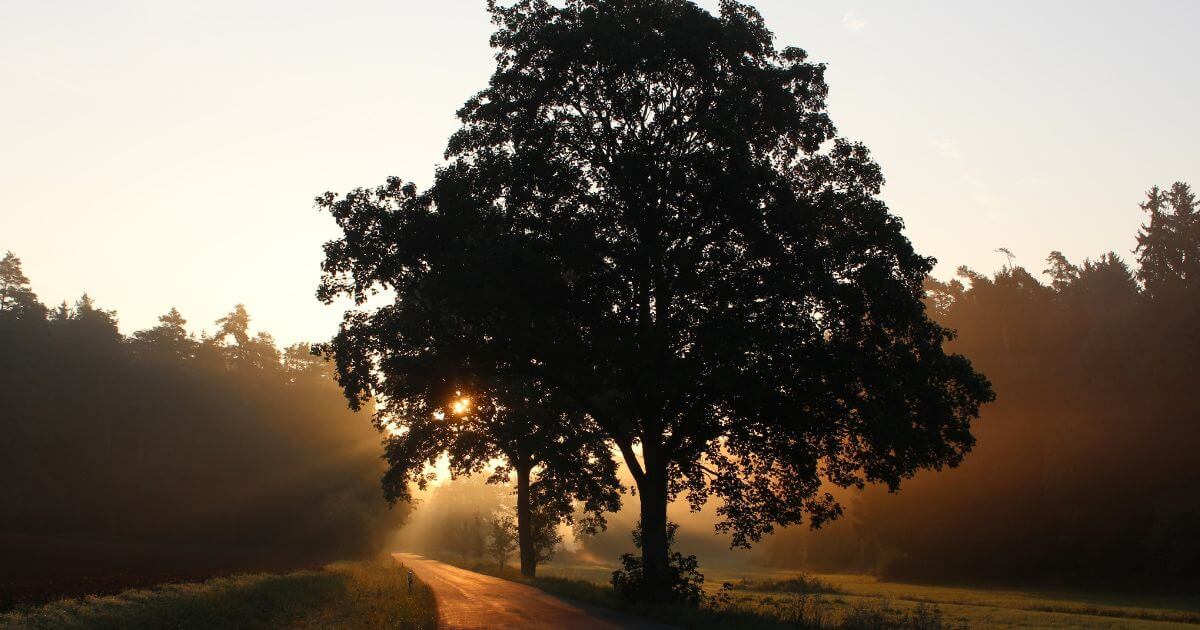 featured article image