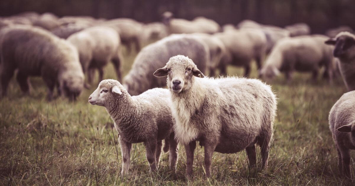 featured article image