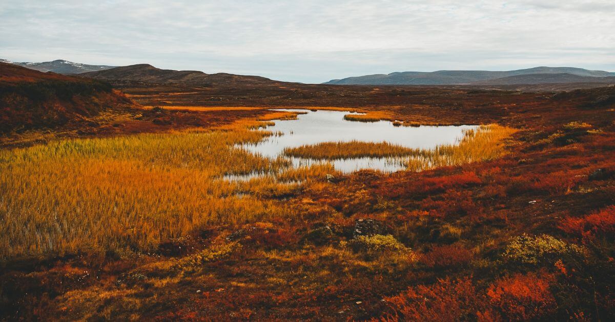 featured article image