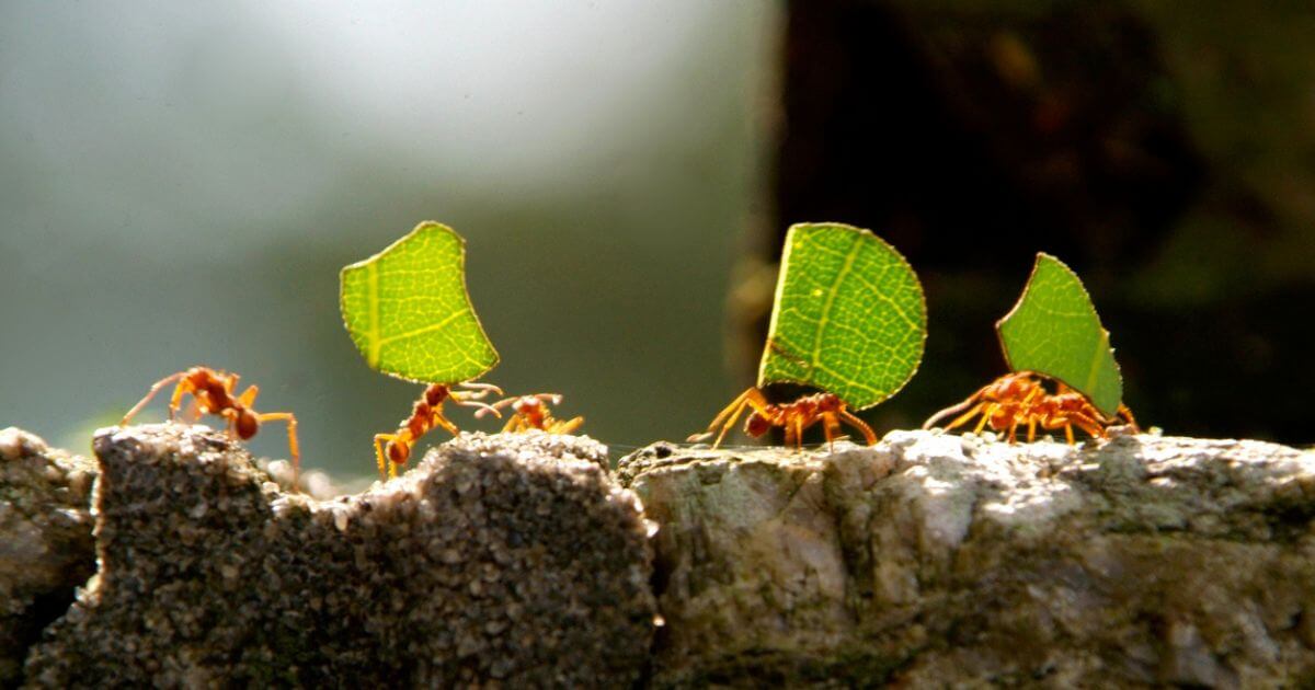 featured article image