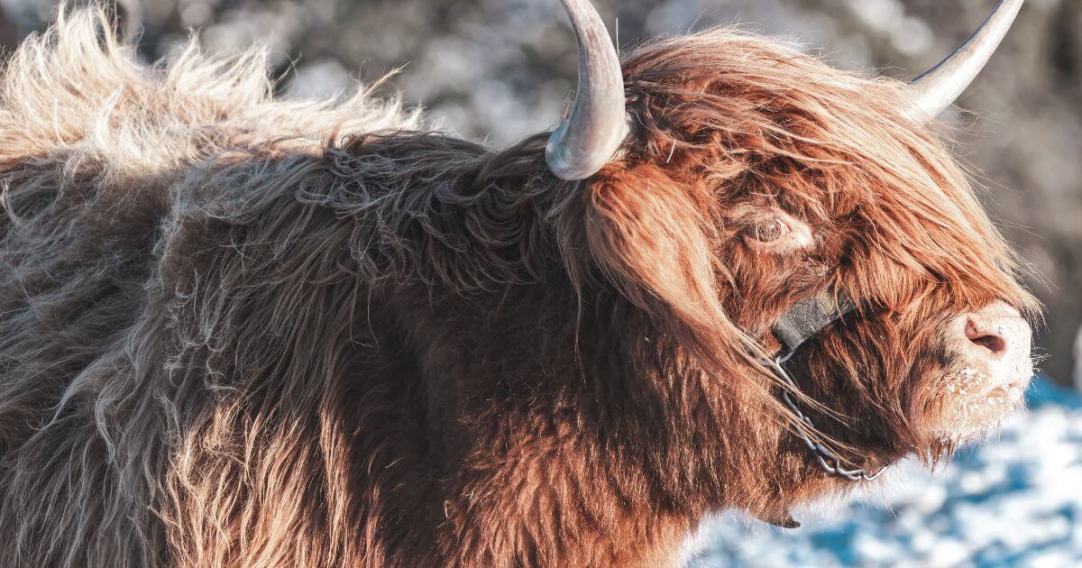 featured article image