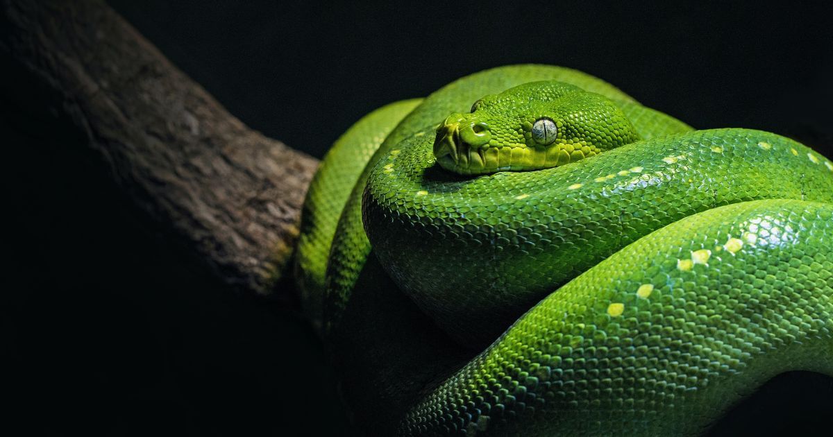 featured article image