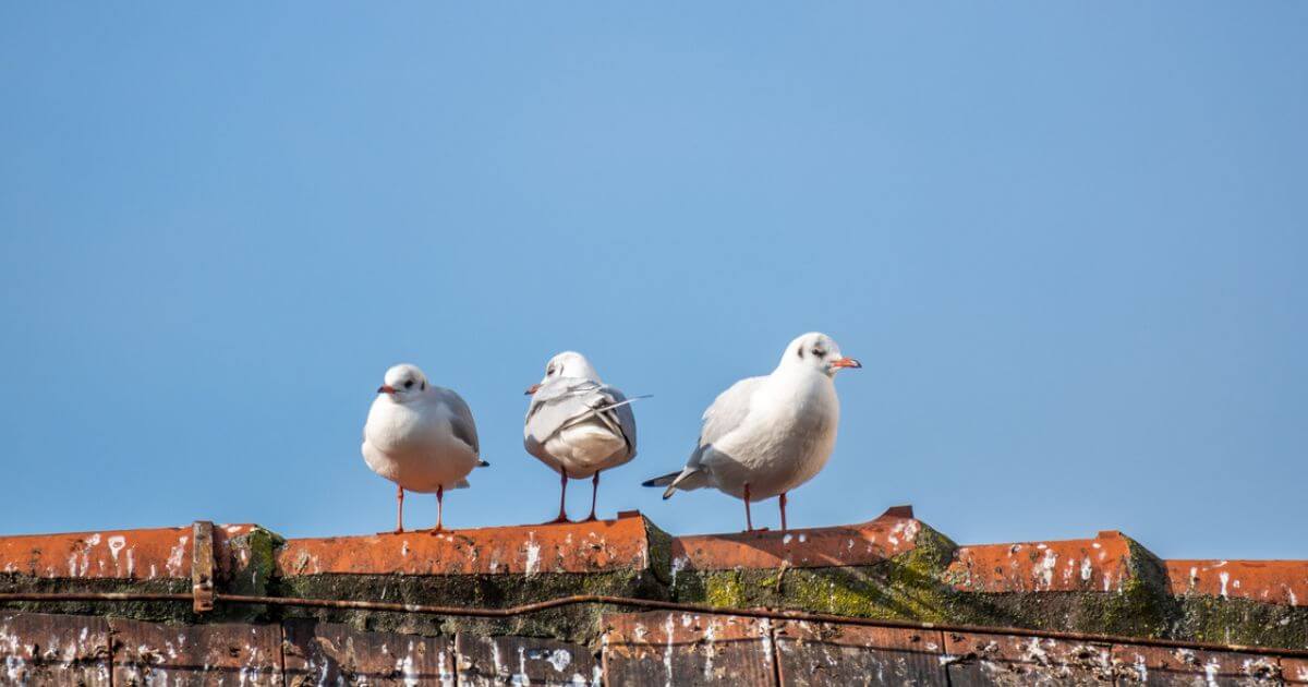 featured article image