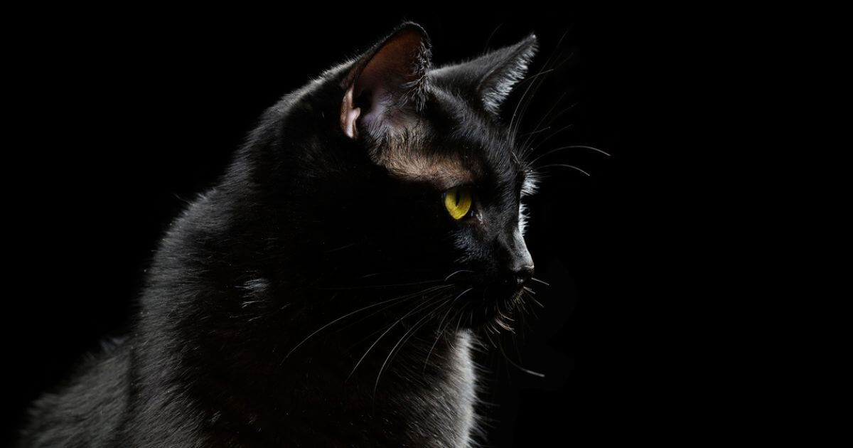 featured article image