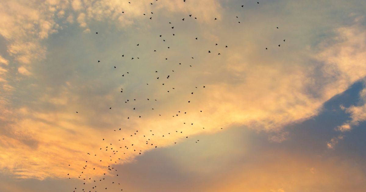 featured article image