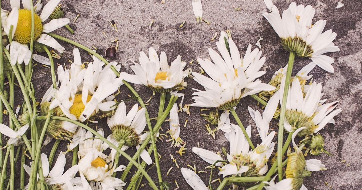 featured article image