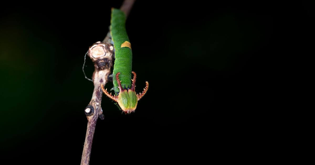 featured article image